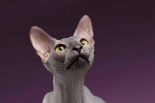 Närbild porträtt av Sphynx katt att höja upp huvudet på lila — Stockfoto