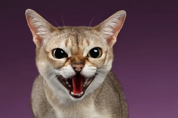 Nahaufnahme aggressive Singapura-Katze zischt auf lila — Stockfoto