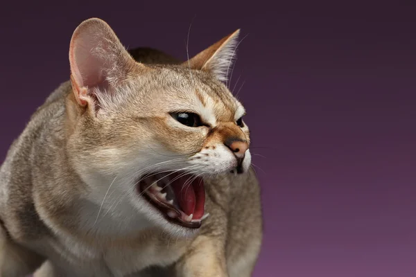 Nahaufnahme aggressive Singapura-Katze zischt auf lila — Stockfoto
