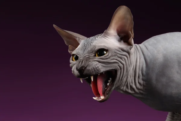 紫の積極的なスフィンクス猫制止にクローズ アップ — ストック写真