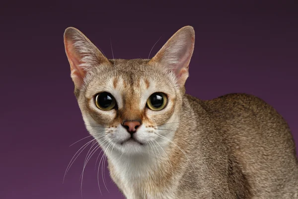 Gros plan singapourien chat regardant dans la caméra sur violet Images De Stock Libres De Droits