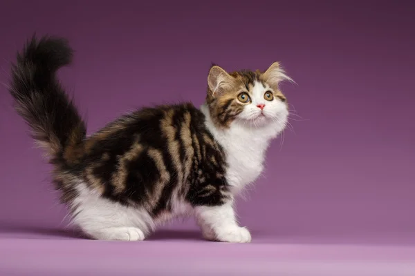 Cute Tabby Scottish straight Kitten Walk on Purple — Stock Photo, Image