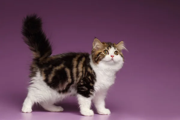 Cute Tabby Scottish straight Kitten Walk on Purple — Stock Photo, Image