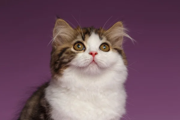 Closeup Portrait of White Scottish straight Kitten on Purple — Stock Photo, Image