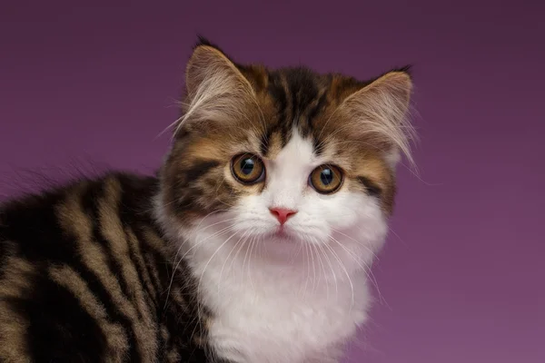 Closeup Portrait of White Scottish straight Kitten on Purple — Stock Photo, Image