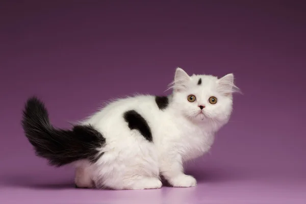 Cute White Scottish straight Kitten Playing and Looking back — Stock Photo, Image