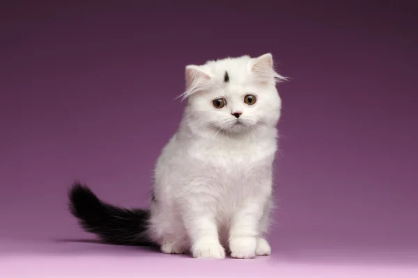 น่ารักสีขาวสก๊อตตรงลูกแมวนั่งและมองลง — ภาพถ่ายสต็อก