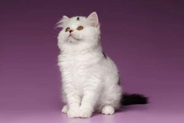 White Scottish straight Kitten Sits and Looking up on Purple — Stock Photo, Image