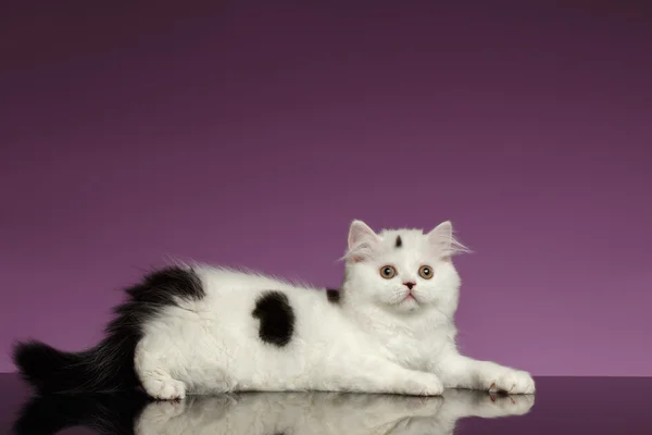 Witte Schotse rechte Kitten ligt op paars — Stockfoto