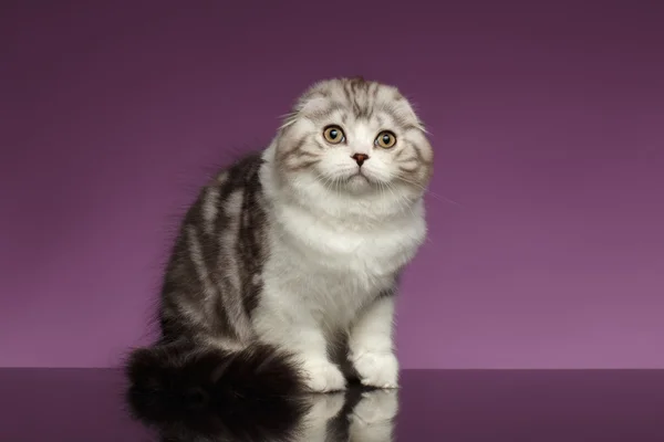 White Tabby Scottish Fold Kitten Sits on Purple — Stock Photo, Image