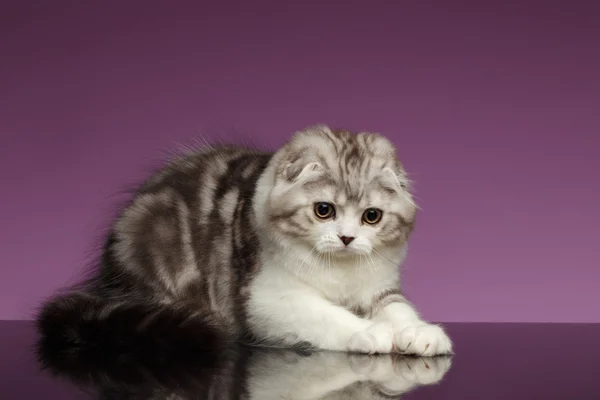 White Tabby Scottish Fold Kitten Playing on Purple — Stock Photo, Image