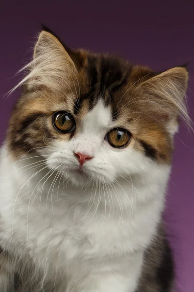 Closeup รูปภาพโกรธสกอตแลนด์ตรงลูกแมวบนสีม่วง — ภาพถ่ายสต็อก