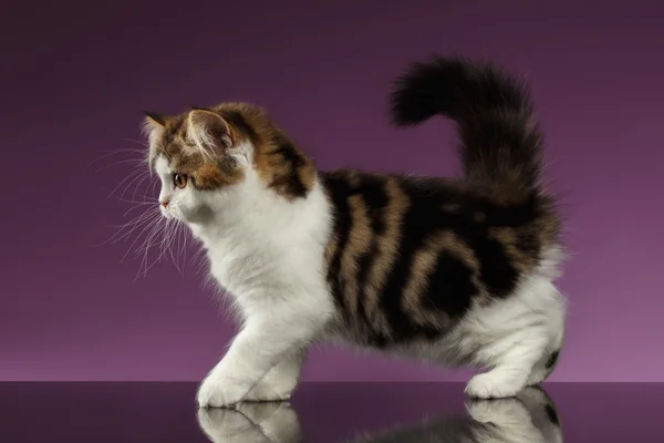 可爱的虎斑猫苏格兰直小猫走上紫色 — 图库照片
