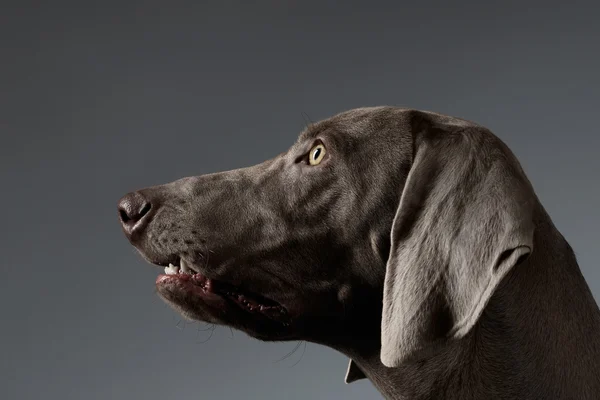 白のグラデーションに縦断ビューのクローズ アップの肖像画のワイマラナー犬 — ストック写真