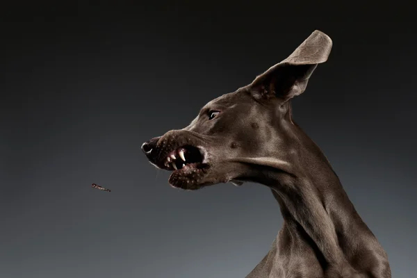 Närbild porträtt av Weimaraner hund fånga mat på vita lutning — Stockfoto