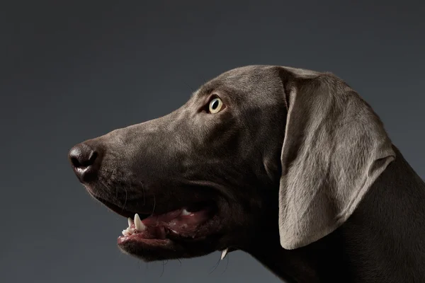 白のグラデーションに縦断ビューのクローズ アップの肖像画のワイマラナー犬 — ストック写真