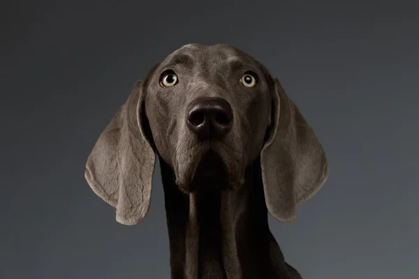 カメラ、白のグラデーションを見て犬ワイマラナーのクローズ アップの肖像画 — ストック写真