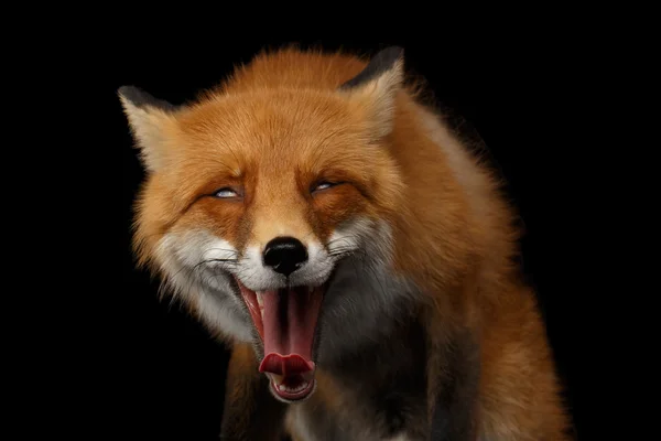 Portret van de close-up van glimlachte Red Fox geïsoleerd op zwart — Stockfoto