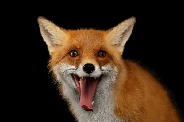 Portret van de close-up van glimlachte Red Fox geïsoleerd op zwart — Stockfoto