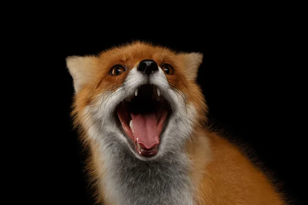 Gros plan Portrait de Renard roux souriant isolé sur noir — Photo