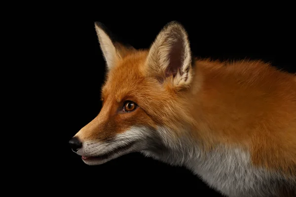 Primer plano Retrato de Red Fox en Perfil Aislado en negro — Foto de Stock