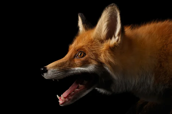 Primer plano Retrato de Red Fox en Perfil Aislado en negro — Foto de Stock