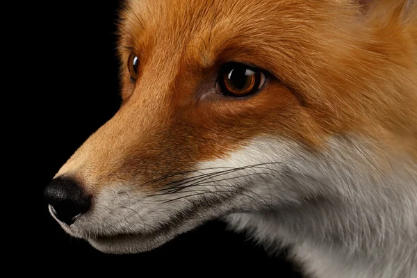Primer plano Retrato de Red Fox en Perfil Aislado en negro — Foto de Stock