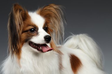 Beyaz Papillon köpek arıyorum sağ siyah 
