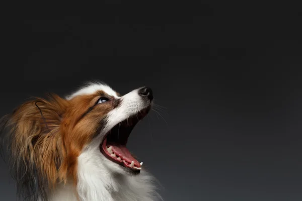 Primer plano Sorprendido Perro Papillón Blanco con la boca abierta — Foto de Stock