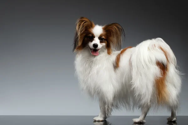 Vit Papillon hund står och ser tillbaka på svart — Stockfoto