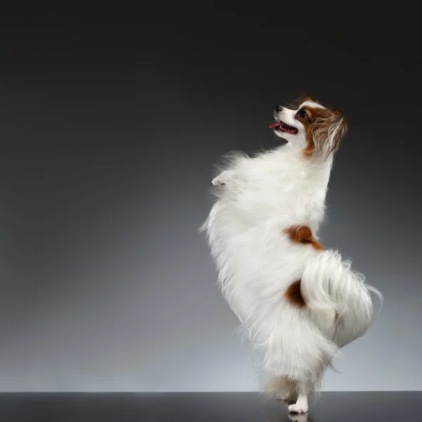 White Papillon Dog se para en las patas traseras y se levanta —  Fotos de Stock