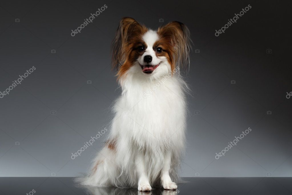 Chien Papillon Blanc Siège Noir Photographie Seregraf