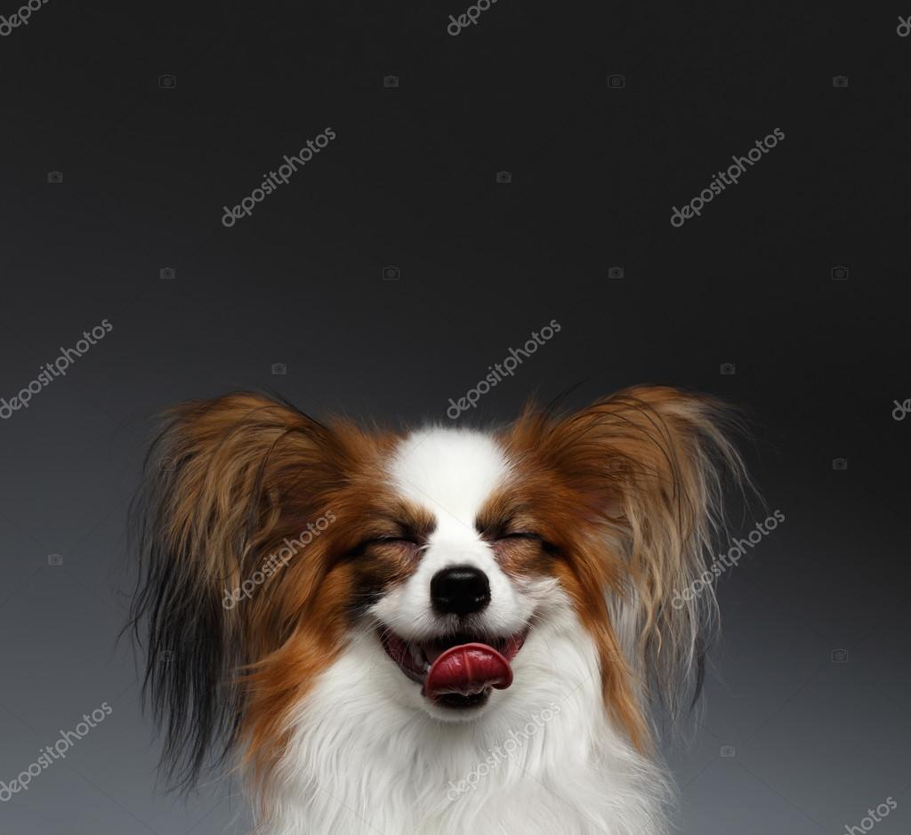 Closeup Portrait De Rêver De Chien Papillon Blanc Sur Fond