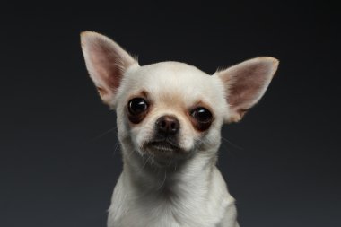 Portre portre Chihuahua köpek mavi zemin üzerine
