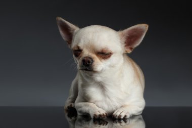 Portre portre uyku Chihuahua köpek mavi zemin üzerine