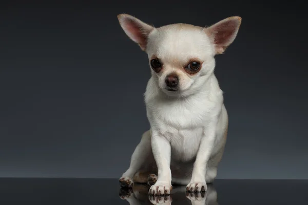 Retrato pequeño perro Chihuahua sentado sobre fondo azul —  Fotos de Stock