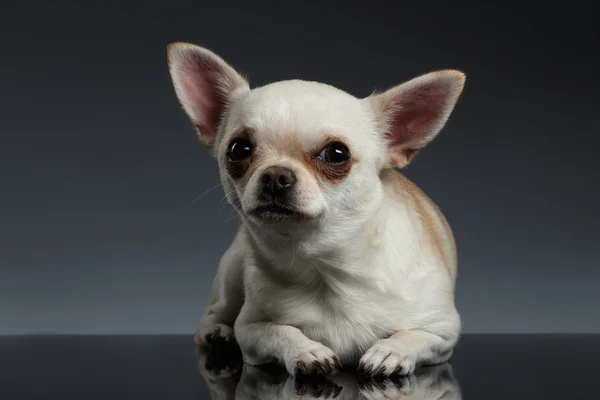 Nahaufnahme Porträt Chihuahua Hund liegend auf blauem Hintergrund — Stockfoto