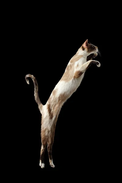 Levantando Oriental gato isolado no preto — Fotografia de Stock