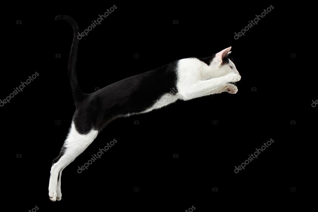 Saut De Chat Oriental Noir Et Blanc Isolé Sur Fond Noir