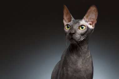 Portre portre siyah Sphynx kedi Önden Görünüm 