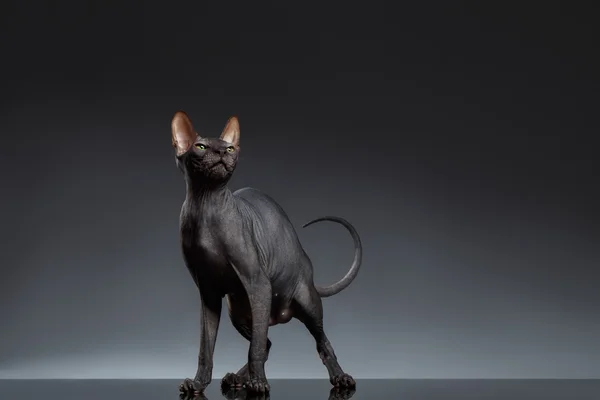 Sphynx Cat Stands and squints Looking up on Black