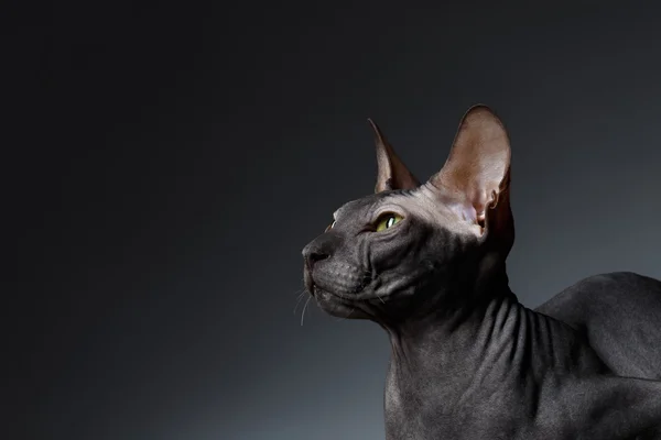 Nahaufnahme Porträt der Phynx-Katze Schiele sieht auf schwarz — Stockfoto