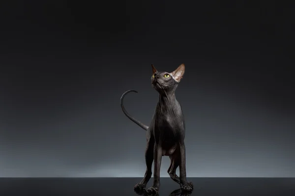 Sphynx katt står och letar upp på svart — Stockfoto