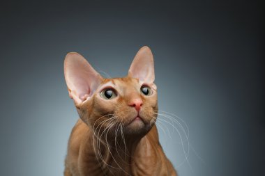 Closeup komik zencefil Sphynx kedi merakla ararken karanlık