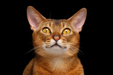 Güzel Abyssinian closeup portresi ile kalp burun izole kedi