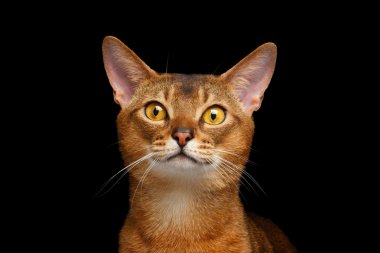 Closeup Portrait of beautiful Abyssinian cat Isolated on black  clipart