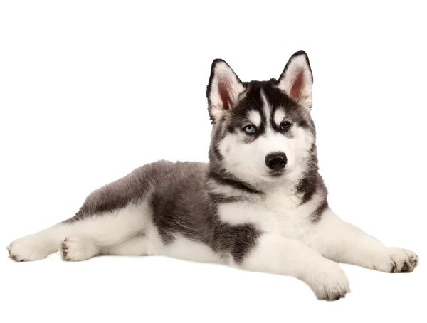 Chiot Husky Siberien 3 Mois Couche Devant Un Fond Blanc Husky Siberien Isole Sur Fond Blanc Descente Pose Stock Photo Chiot Husky Siberien 3 Mois Couche Devant Un Fond Blanc Husky Siberien Isole Sur Fond Blanc Descente Pose Stock Photo