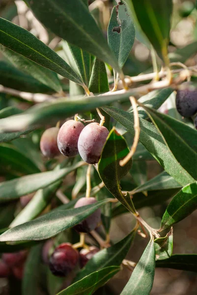 Aceitunas Negras Maduras Que Crecen Una Rama Olivo —  Fotos de Stock