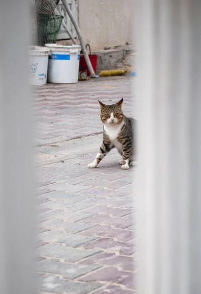 An indignant and surprised cat looks at the camera.