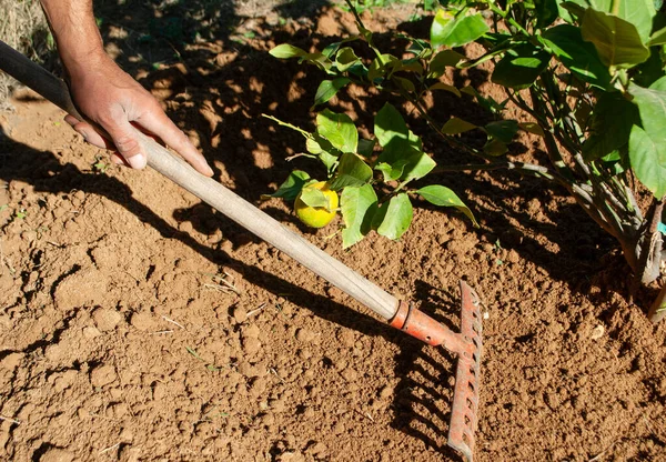 Cavando Suelo Cerca Del Limonero Con Rastrillo —  Fotos de Stock